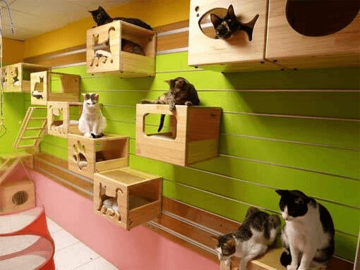 Cat Playroom